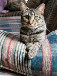 Lost Female Cat last seen Near Gallahad Drive Mobile Alabama 36619, Mobile, AL 36619