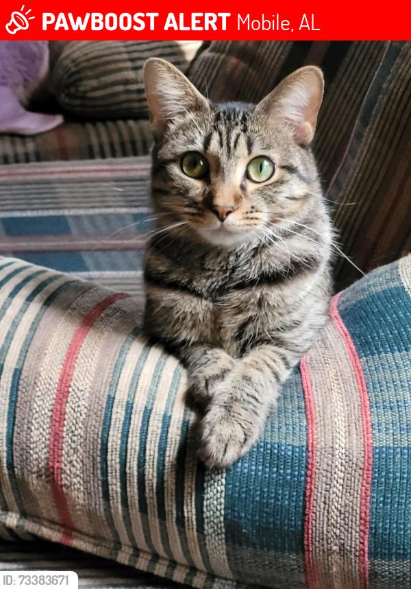 Lost Female Cat last seen Near Gallahad Drive Mobile Alabama 36619, Mobile, AL 36619