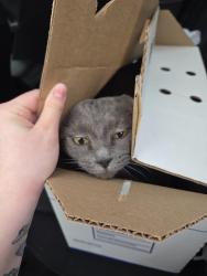 Reunited Female Cat last seen Zulu's Boardgame Cafe, Bothell, WA 98011