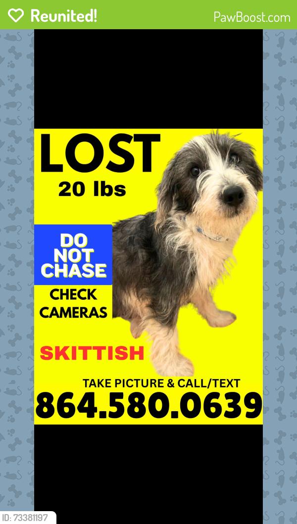 Reunited Male Dog last seen Candler elementary school, Candler, NC 28715