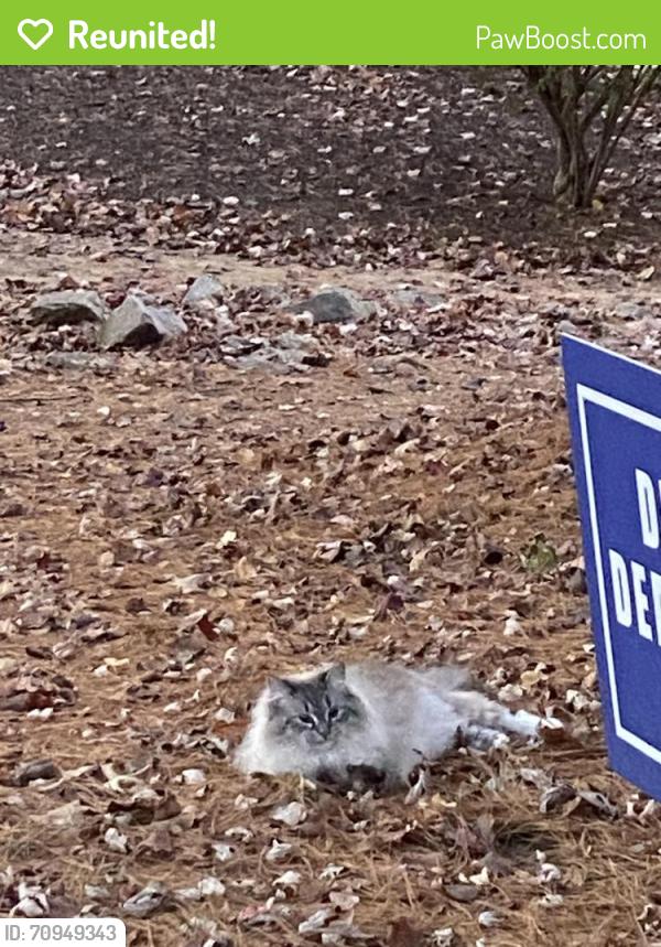 Reunited Unknown Cat last seen Holmes Run Parkway at North Ripley, Alexandria, VA 22304