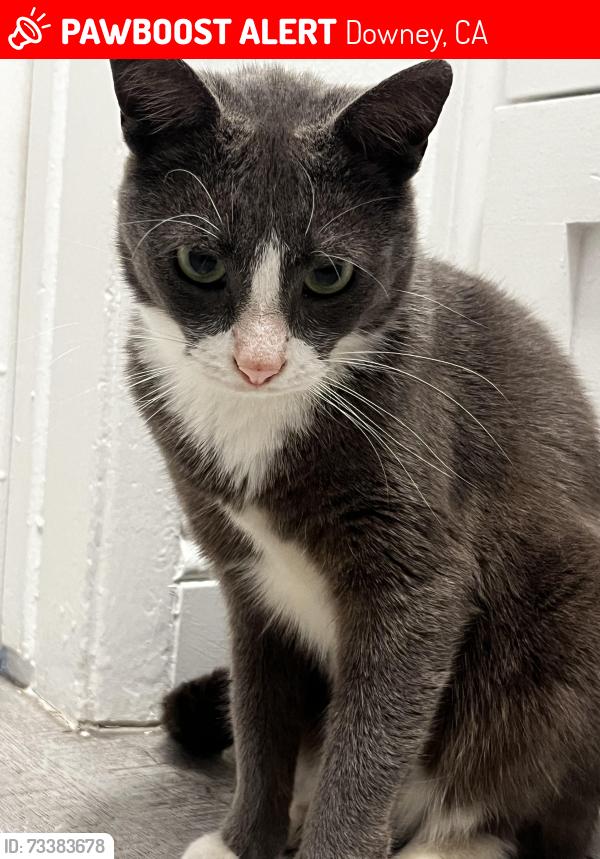 Lost Male Cat last seen Eden Roc apmts Wester Ave. Downey, CA, Downey, CA 90241