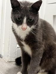 Lost Male Cat last seen Eden Roc apmts Wester Ave. Downey, CA, Downey, CA 90241
