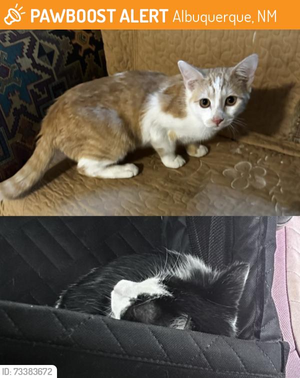 Found/Stray Unknown Cat last seen Near Central Ave NE Albuquerque nm, Albuquerque, NM 87123