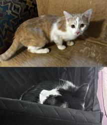 Found/Stray Unknown Cat last seen Near Central Ave NE Albuquerque nm, Albuquerque, NM 87123