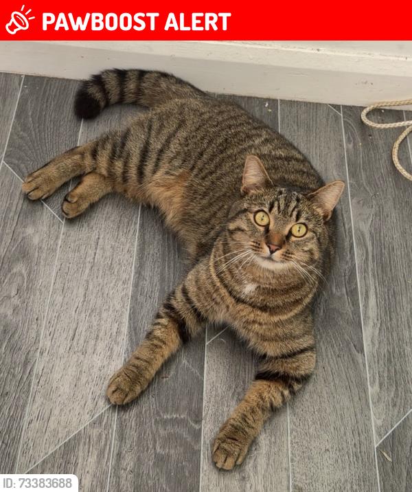 Lost Male Cat last seen washington, Tyne and Wear, England 