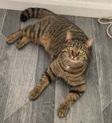 Lost Male Cat last seen washington, Tyne and Wear, England 