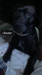 Lost Male Dog last seen Hollywell ave, Chambersburg, PA 17201