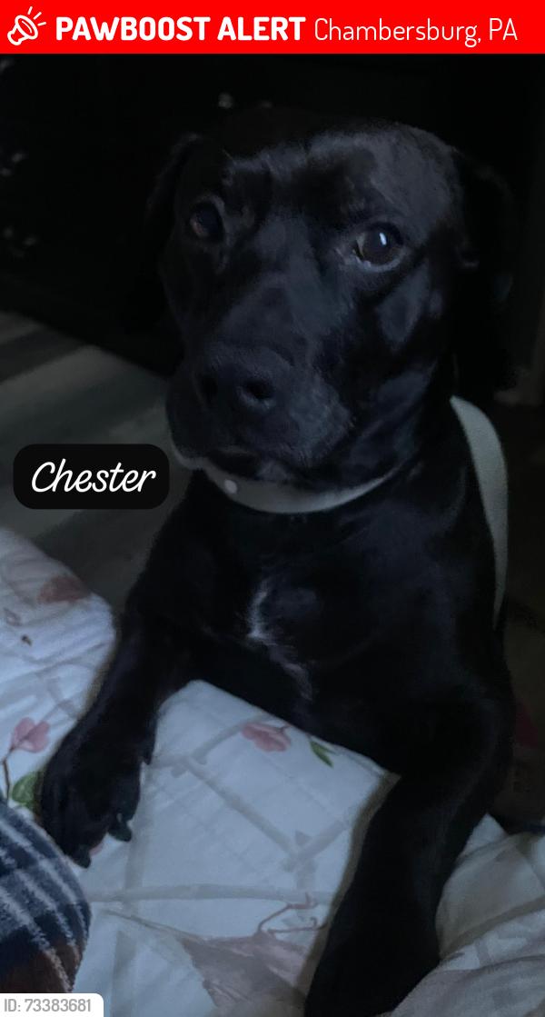 Lost Male Dog last seen Hollywell ave, Chambersburg, PA 17201