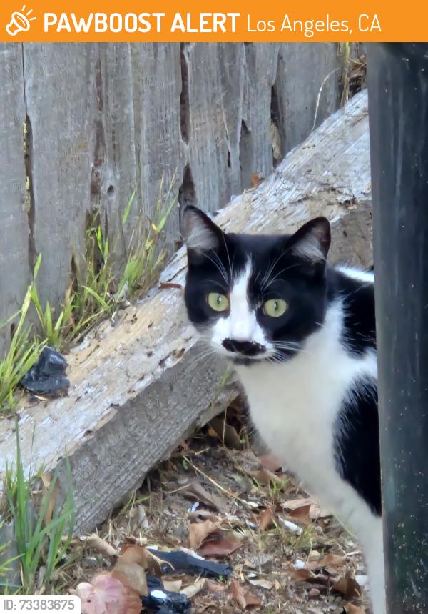 Found/Stray Unknown Cat last seen 28th avenue and Court A, Los Angeles, CA 90291