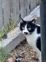 Found/Stray Unknown Cat last seen 28th avenue and Court A, Los Angeles, CA 90291