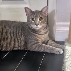 Lost Male Cat last seen Hickory and Muscatel Street, Hesperia, CA 92345