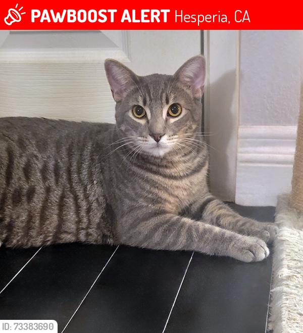 Lost Male Cat last seen Hickory and Muscatel Street, Hesperia, CA 92345