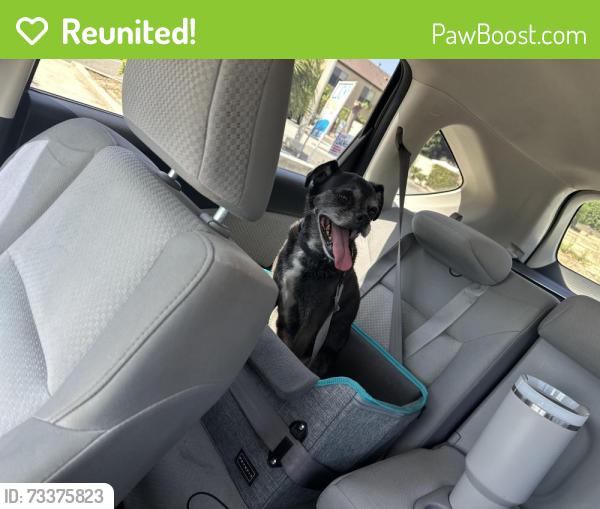 Reunited Male Dog last seen Edinger and Euclid, Santa Ana, CA 92704