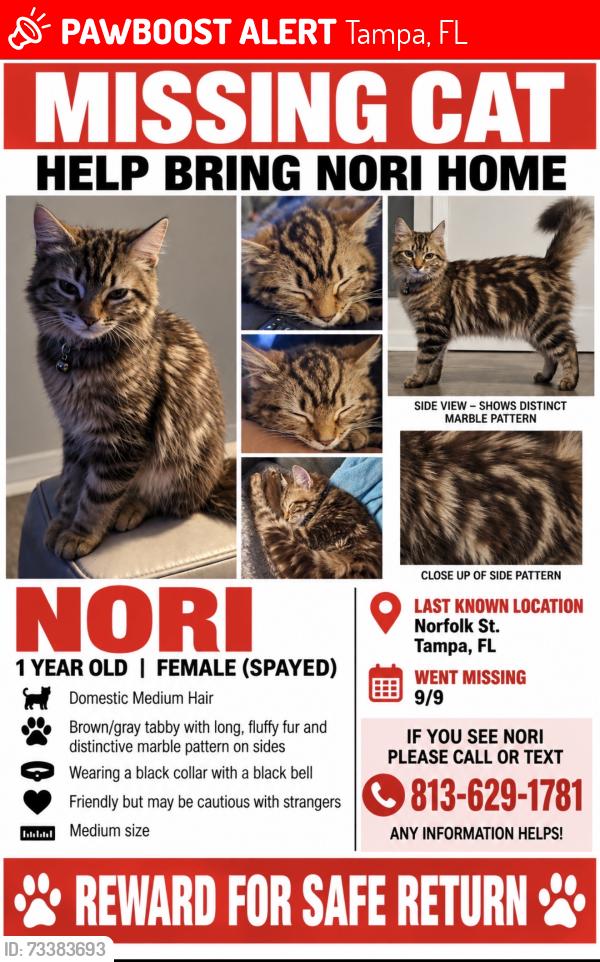 Lost Female Cat last seen Near W. Norfolk St Tampa FL 33604, Tampa, FL 33604