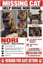 Lost Female Cat last seen Near W. Norfolk St Tampa FL 33604, Tampa, FL 33604