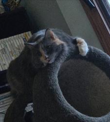 Lost Female Cat last seen 166th st w and 165th st w lakeville, Lakeville, MN 55044