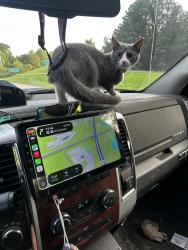Lost Female Cat last seen James Jackson and maynard, Cary, NC 27513