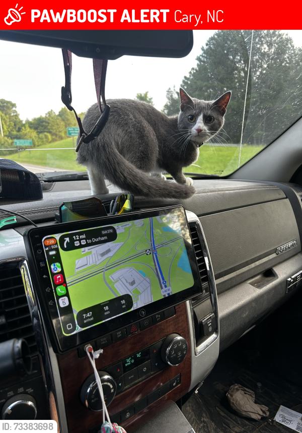 Lost Female Cat last seen James Jackson and maynard, Cary, NC 27513
