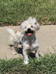 Found/Stray Unknown Dog last seen Lost dog roaming on street on Gerhart in between Repetto and Williamson Ave, EAST LA., East Los Angeles, CA 90022
