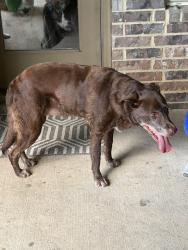 Found/Stray Female Dog last seen Cumberland Ridge, Cypress, TX 77433