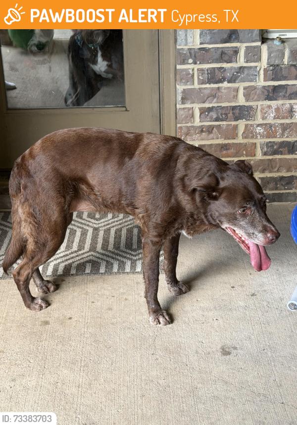 Found/Stray Female Dog last seen Cumberland Ridge, Cypress, TX 77433