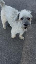 Lost Female Dog last seen Malibu Ave and Fairlawn Ave, Jordan, MN 55352
