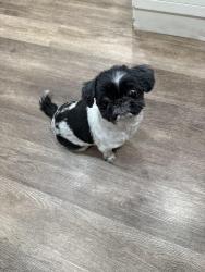 Reunited Female Dog last seen Costco Alhambra Tire Center, Alhambra, CA 91803