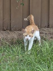 Found/Stray Male Cat last seen Near and st. Cloud, Valrico, FL 33594