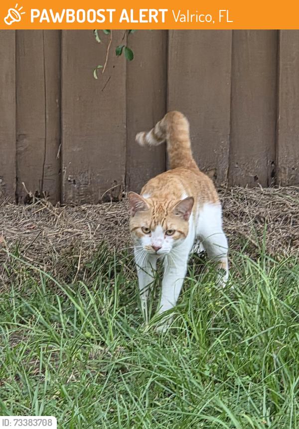 Found/Stray Male Cat last seen Near and st. Cloud, Valrico, FL 33594
