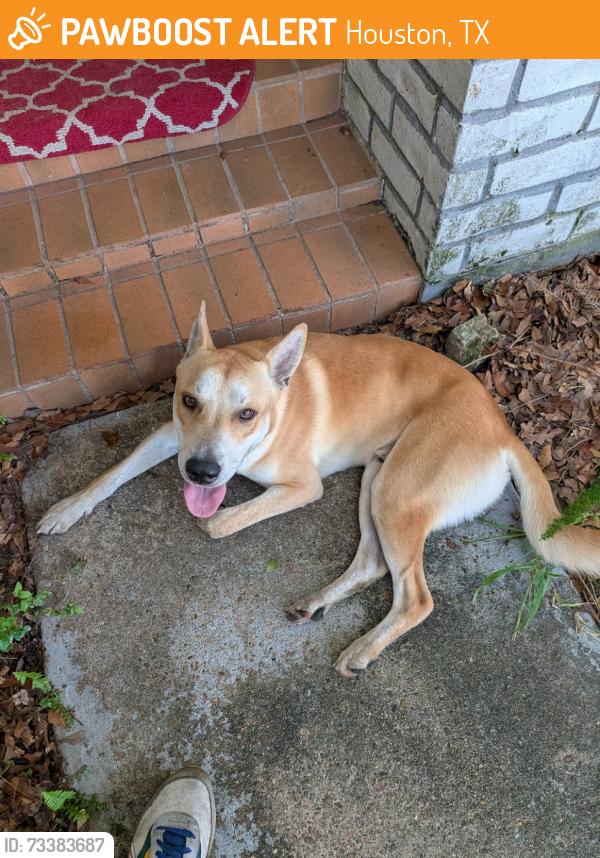 Found/Stray Male Dog last seen West Road and Old Meadow, Houston, TX 77064