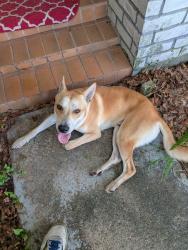 Found/Stray Male Dog last seen West Road and Old Meadow, Houston, TX 77064