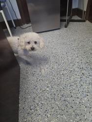 Reunited Male Dog last seen Irvington Library, Irvington, NJ 07111