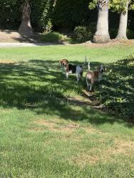 Reunited Female Dog last seen Heidiman elementary, Tustin, CA 92780