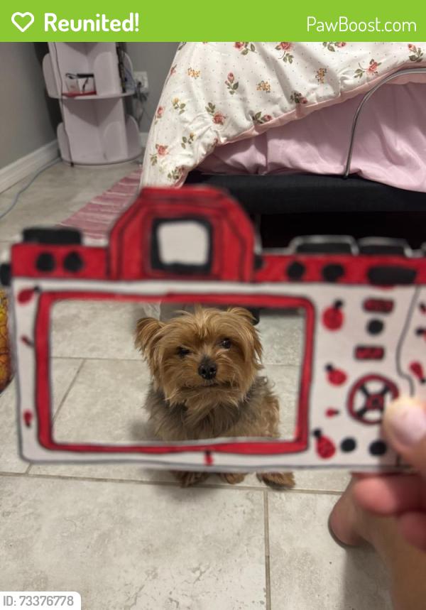 Reunited Male Dog last seen Near Park Blvd, Seminole, FL 33772, USA, Seminole, FL 33772
