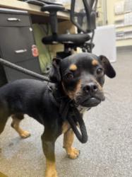 Shelter Stray Male Dog last seen , 3201 Lacy St, Los Angeles, CA 90031, USA