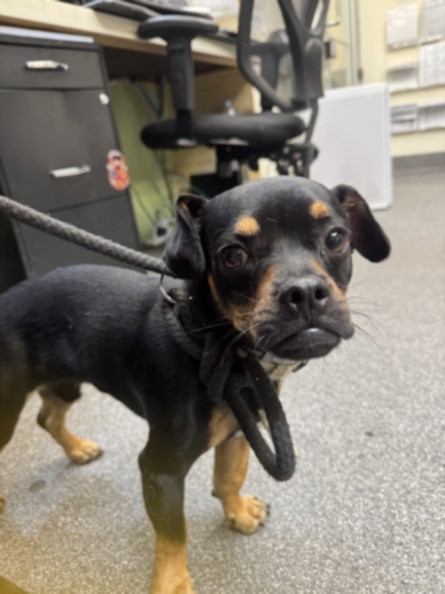 Shelter Stray Male Dog last seen , 3201 Lacy St, Los Angeles, CA 90031, USA