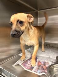 Shelter Stray Male Dog last seen Near BLOCK CYPRESS AVE, RIVERSIDE, CA, 6851 Van Buren Boulevard, Jurupa Valley, CA 92509, USA