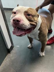 Shelter Stray Male Dog last seen , West Valley Animal Shelter, 20655 Plummer St, Chatsworth, CA 91311, USA