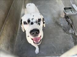 Shelter Stray Male Dog last seen , 957 N Gaffey St, San Pedro, CA 90731, USA