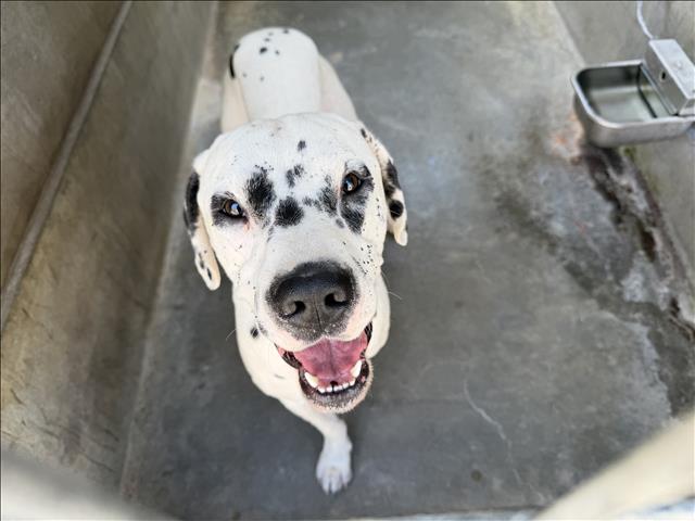 Shelter Stray Male Dog last seen , 957 N Gaffey St, San Pedro, CA 90731, USA