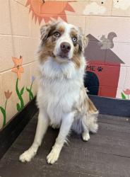 Shelter Stray Male Dog last seen , 31044 Charlie Canyon Rd, Castaic, CA 91384, USA