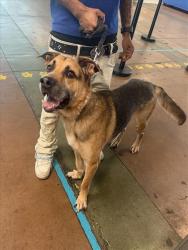 Shelter Stray Male Dog last seen , 14409 Vanowen St, Van Nuys, CA 91405, USA