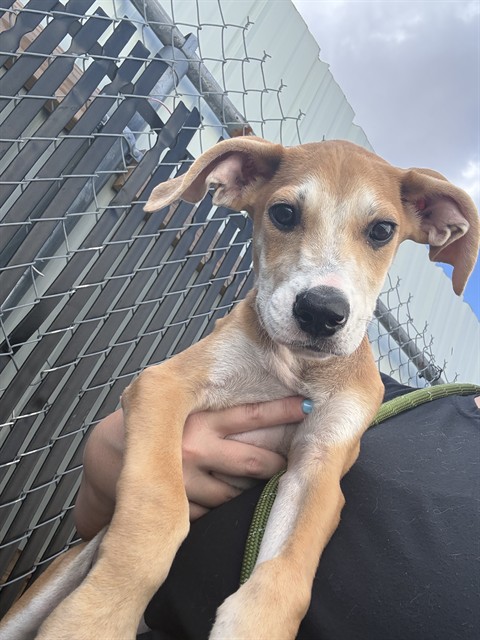 Shelter Stray Male Dog last seen Near BLOCK NW 34TH ST, OKLAHOMA CITY OK 73122, 2811 SE 29th St, Oklahoma City, OK 73129, USA