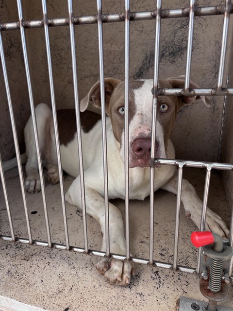 Shelter Stray Male Dog last seen Near BLOCK SW 48TH ST, 2811 SE 29th St, Oklahoma City, OK 73129, USA