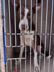 Shelter Stray Male Dog last seen Near BLOCK SW 48TH ST, 2811 SE 29th St, Oklahoma City, OK 73129, USA