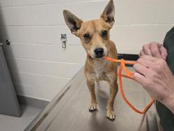 Shelter Stray Male Dog last seen IOWA HILL RD, 11232 B Ave, Auburn, CA 95603, USA