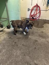 Shelter Stray Male Dog last seen EL CAMINO AVE & ALTOS AVE, 2127 Front St, Sacramento, CA 95818, USA