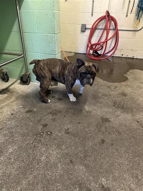 Shelter Stray Male Dog last seen EL CAMINO AVE & ALTOS AVE, 2127 Front St, Sacramento, CA 95818, USA