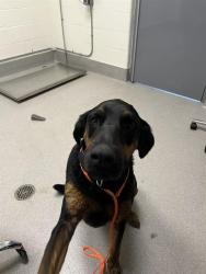 Shelter Stray Male Dog last seen COUNTRY RD, 11232 B Ave, Auburn, CA 95603, USA